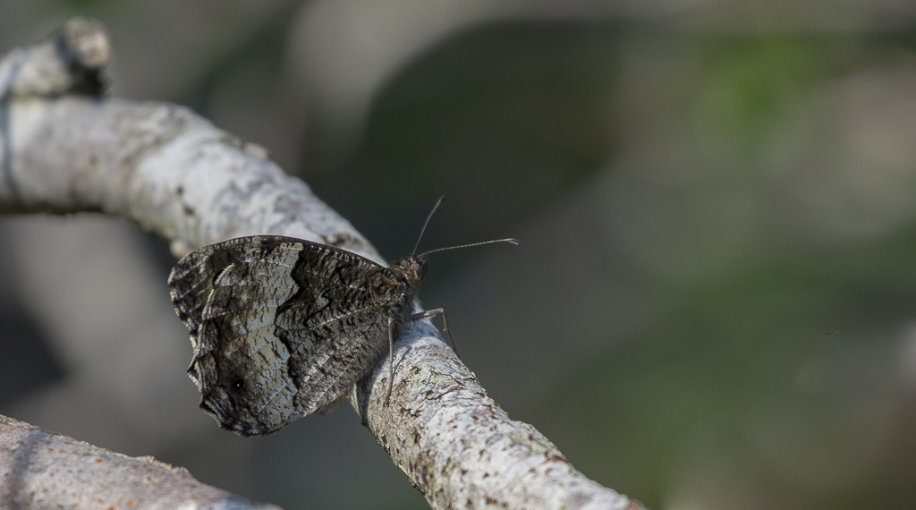 Papillon-Le Sylvandre.jpg