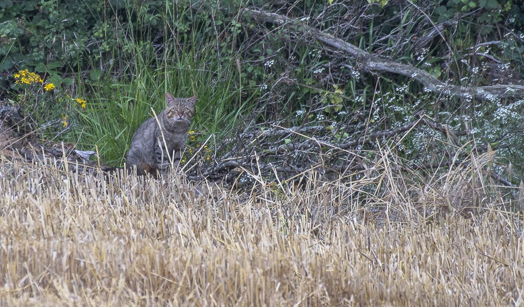 Chat forestier-1-2.jpg