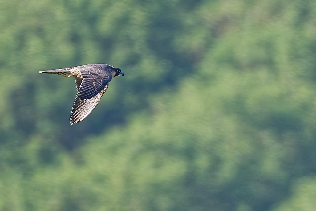 DSC_7942_DxO.jpg
