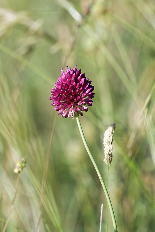 DSC_9988_DxO.jpg