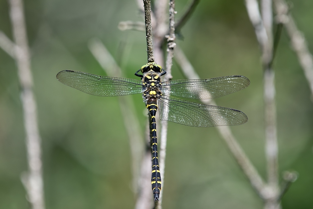 DSC_0164_DxO.jpg
