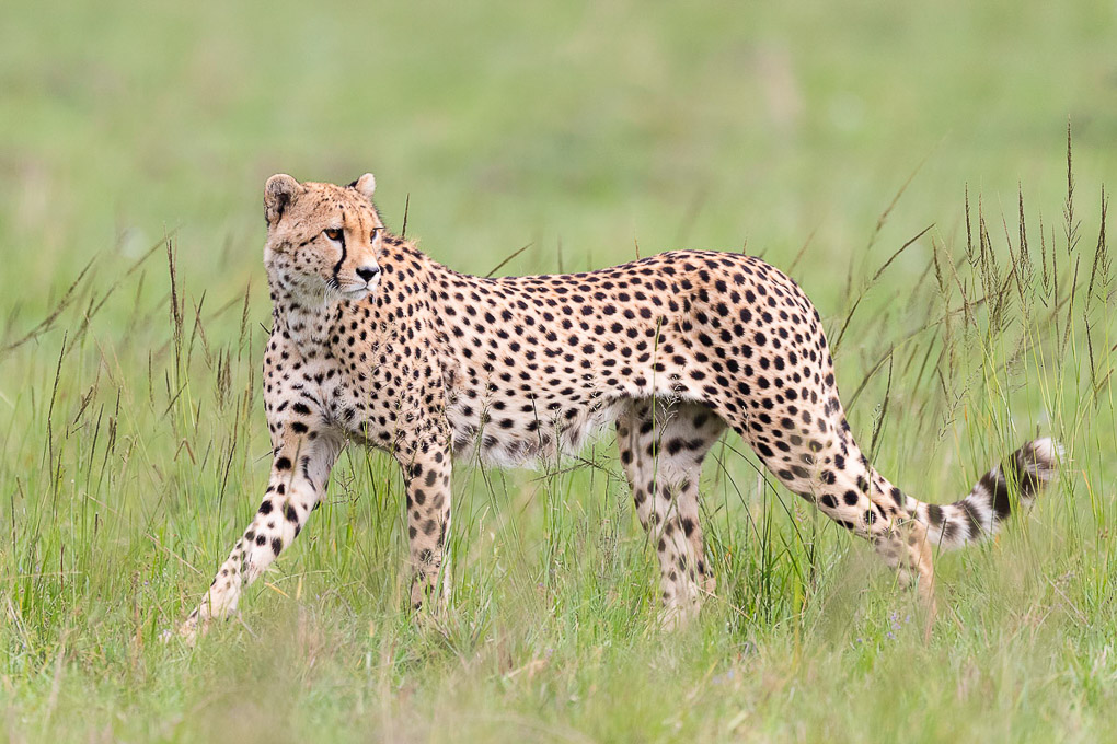 -Guépard 62.jpg