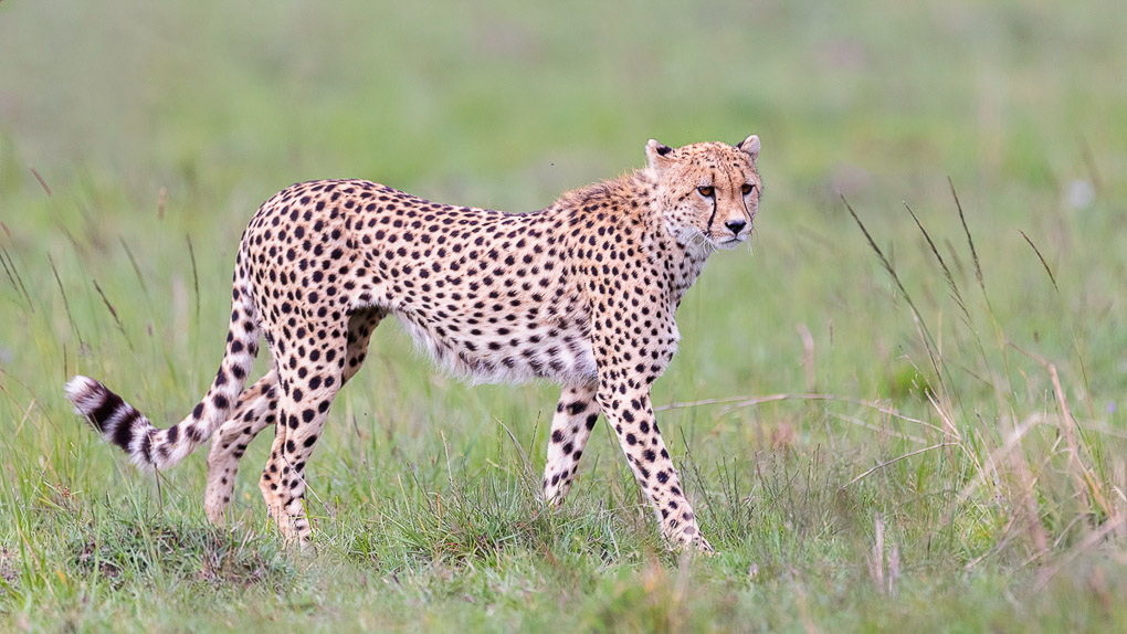 -Guépard 83.jpg