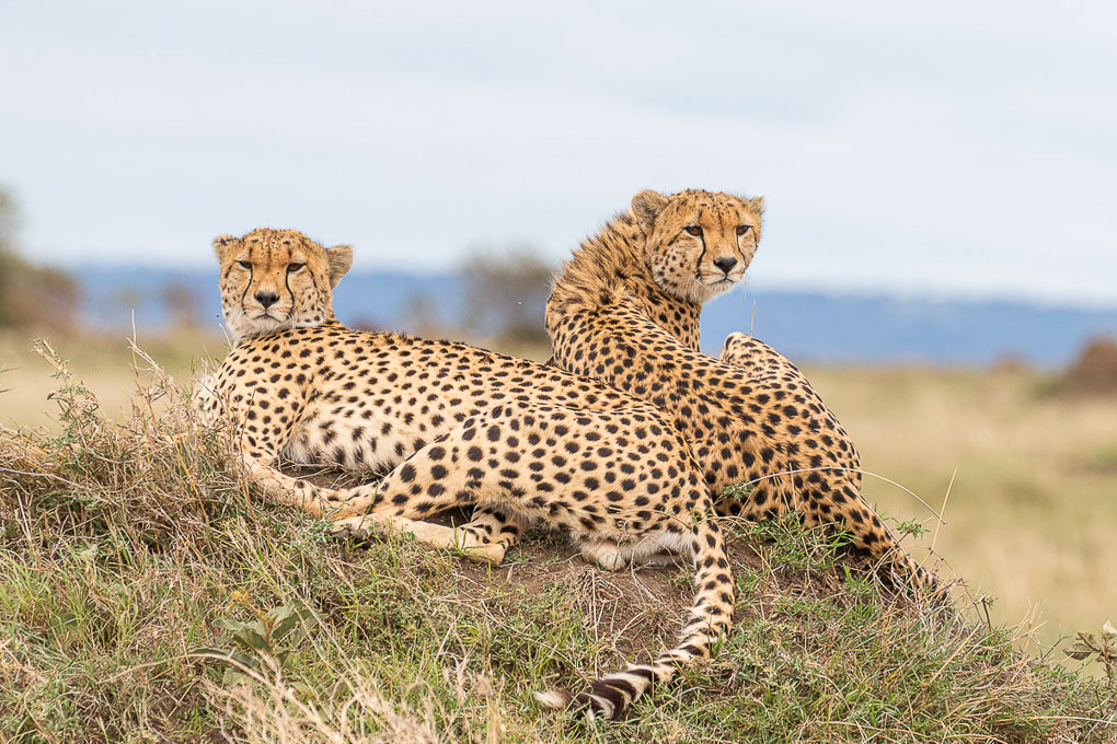 -Guépard 11.jpg