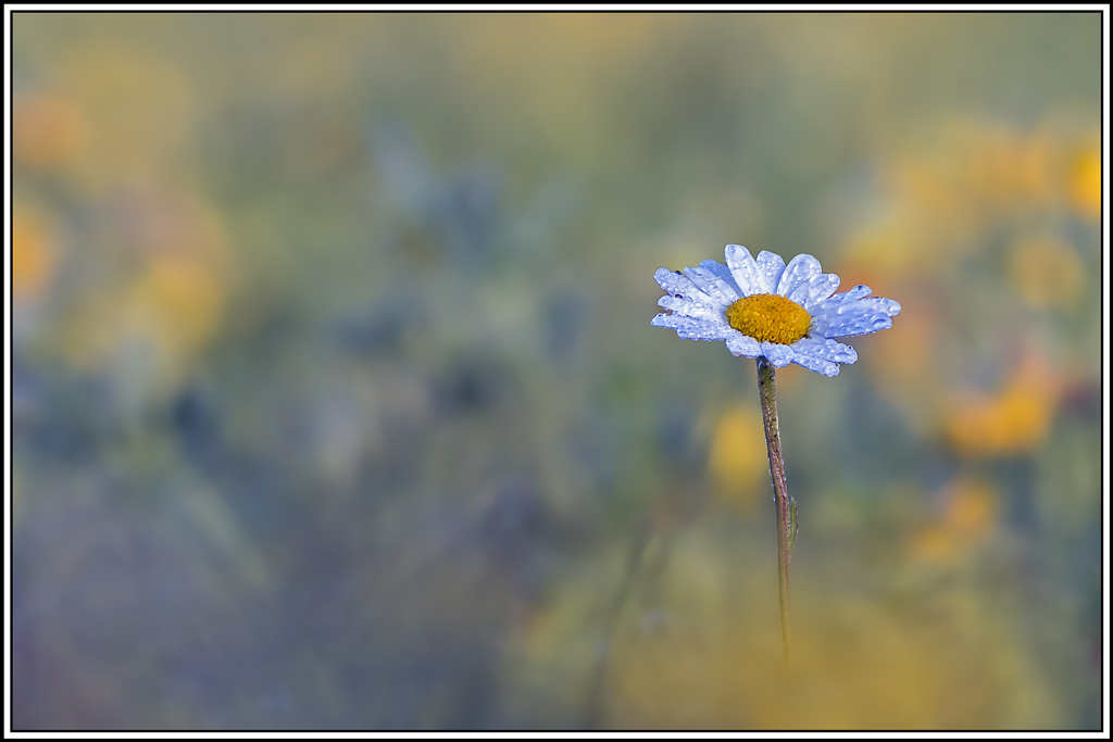 flore(1084_1096).jpg