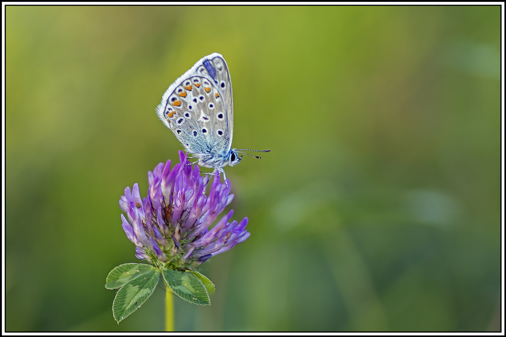 azure_commun(polyommatus-icarus)(15_20).jpg