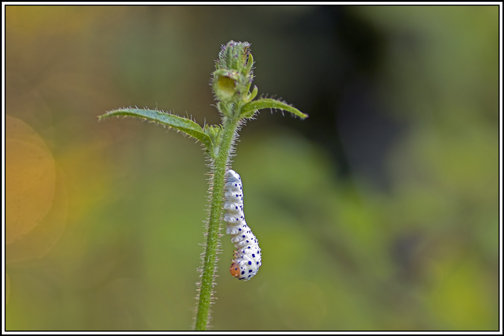 larve-cephaledo-neobesa(1_3).jpg
