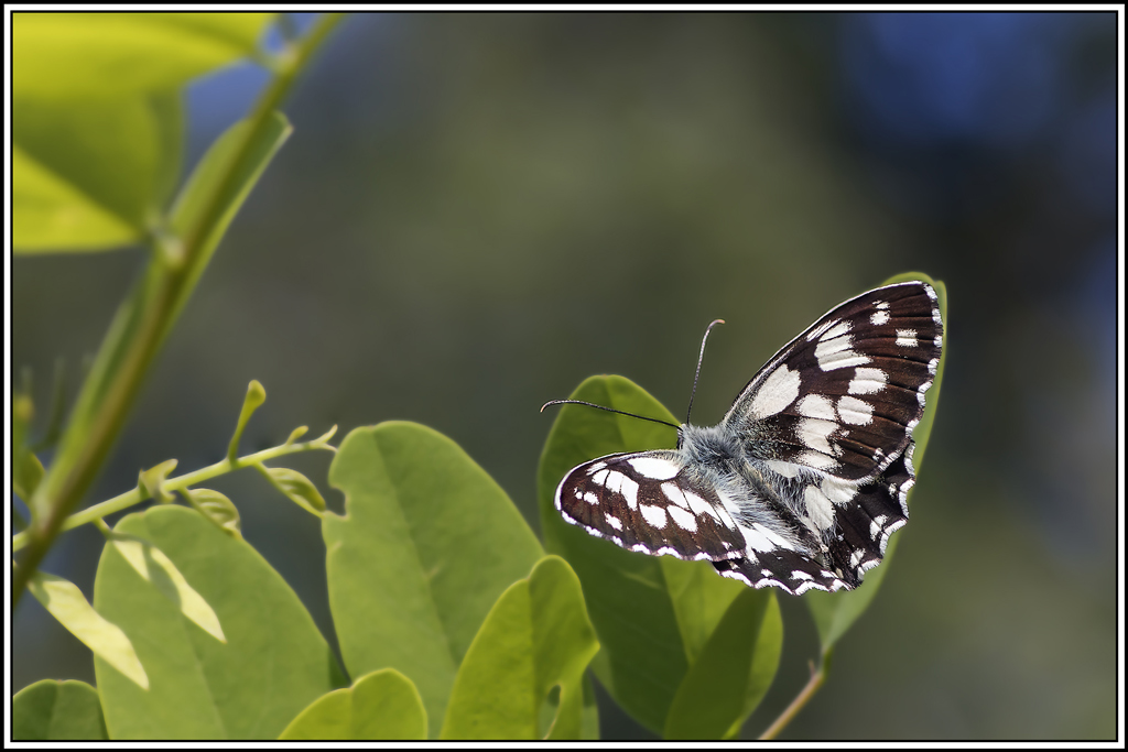 Demi-Deuil(Melanargia-galathea)(39_43).jpg