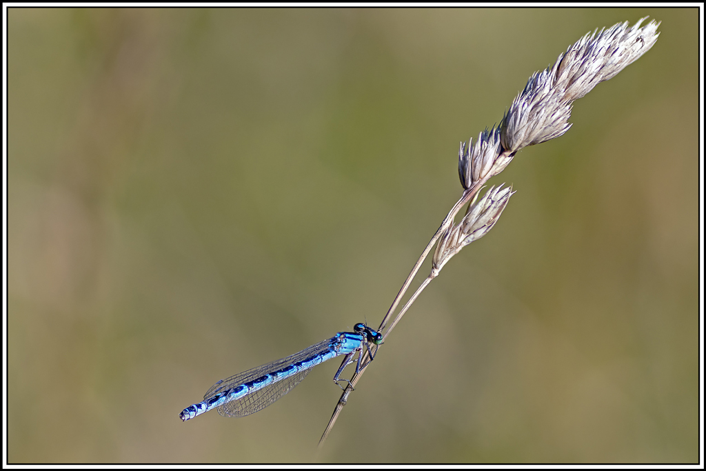 naiade-aux-yeux-bleus(erythromma-lindenii)(8_15).jpg