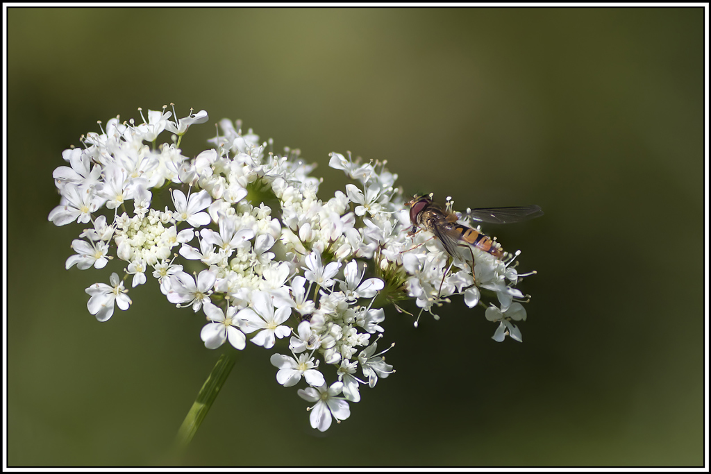 syrphe-ceinturé(Episyrphus-balteatus)(1_11).jpg