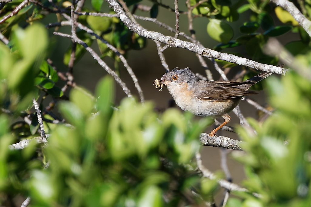 DSC_7965_DxO.jpg
