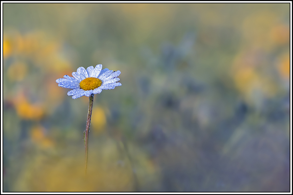 flore(1084_1096)bis.jpg