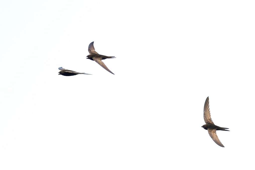 DSC_9895_DxO.jpg