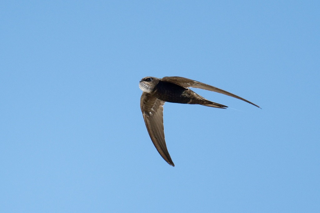DSC_7962_DxO.jpg