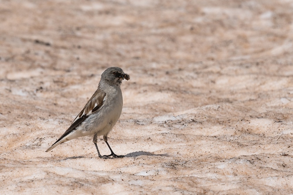 D85_1355 in.jpg