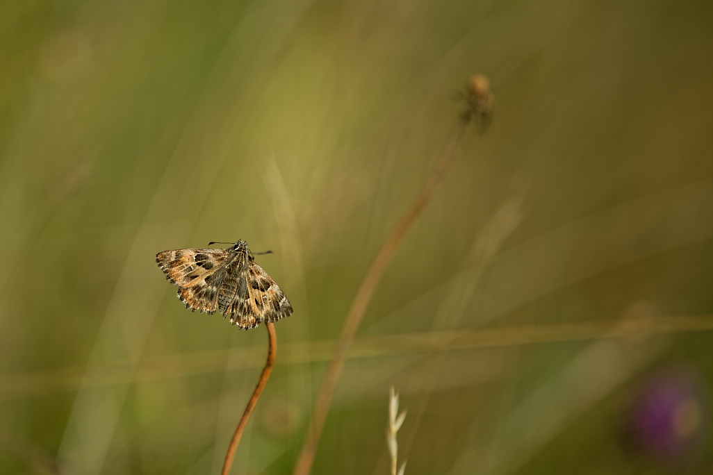 DSC_0381_DxO.jpg