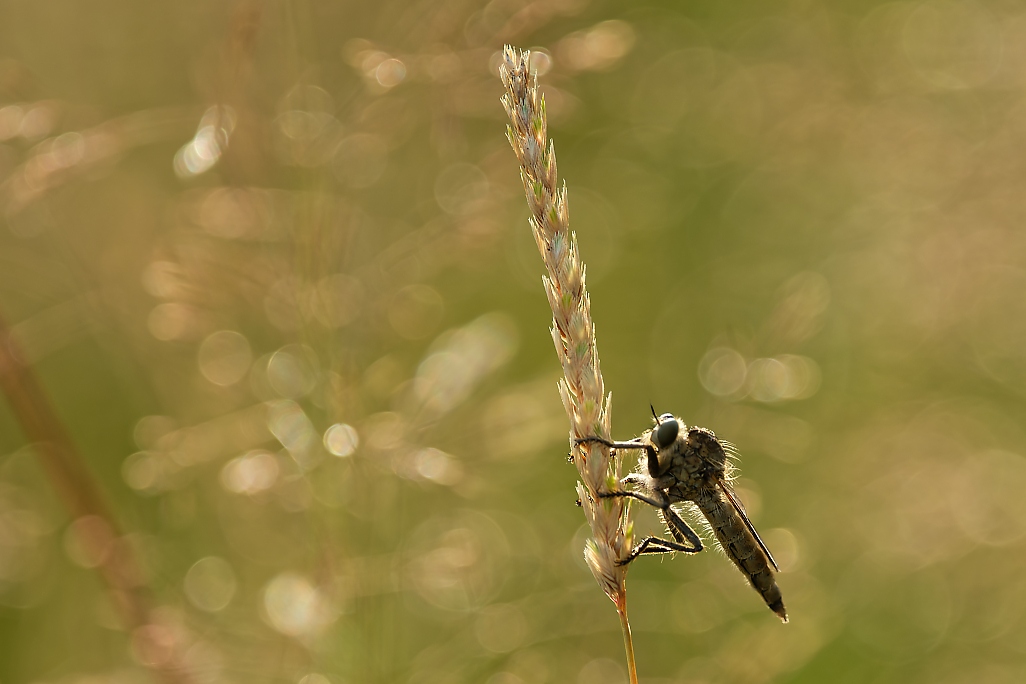 DSC_0417_DxO.jpg