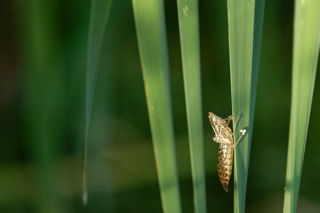 DSC_0450_DxO.jpg