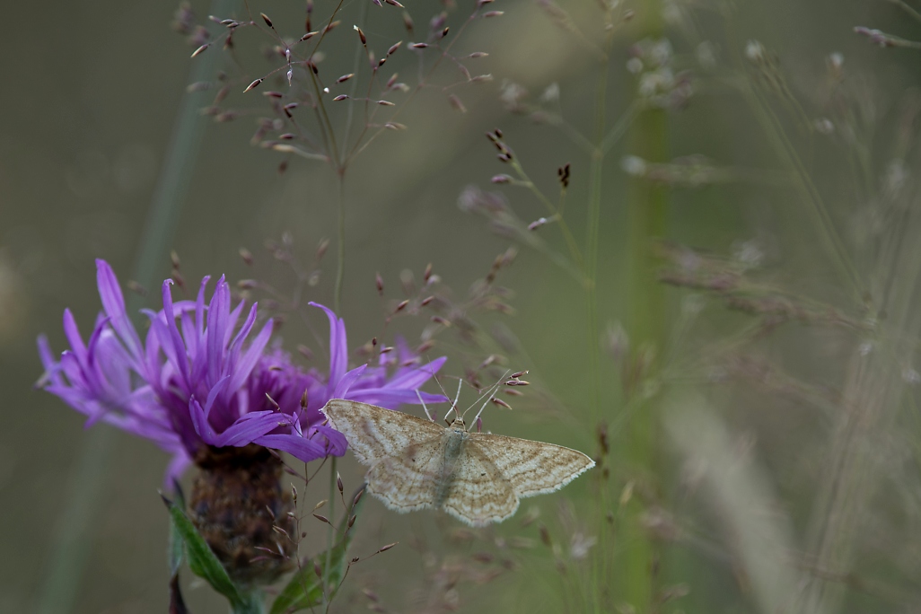 DSC_0473_DxO.jpg