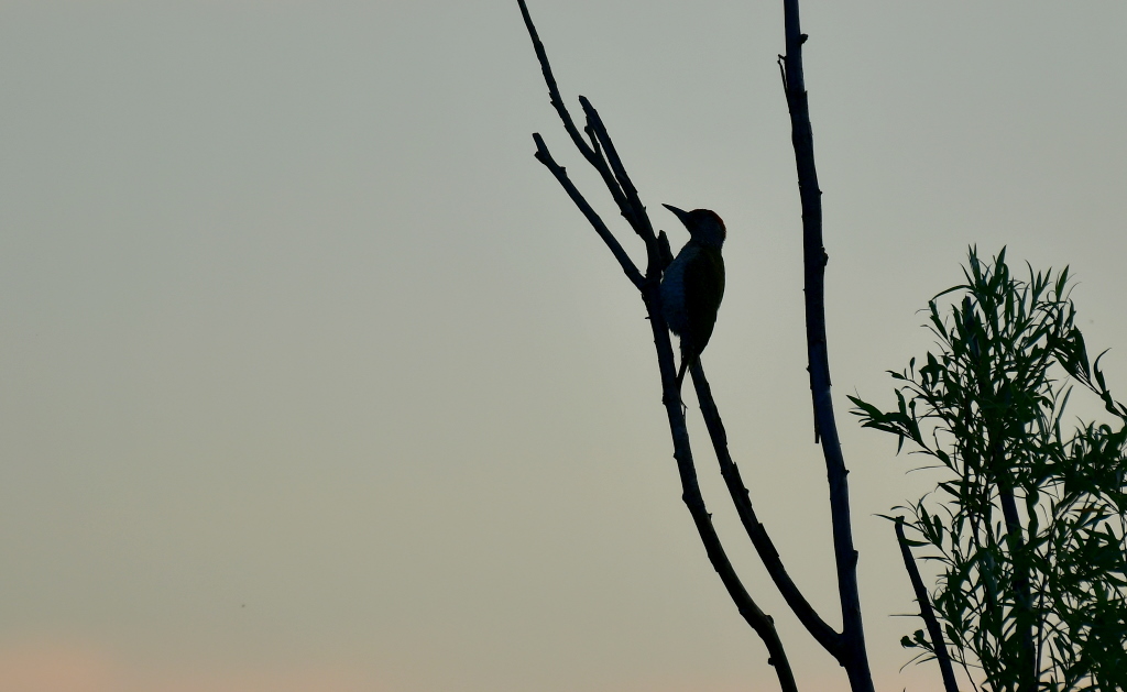 DSC_5829.JPG