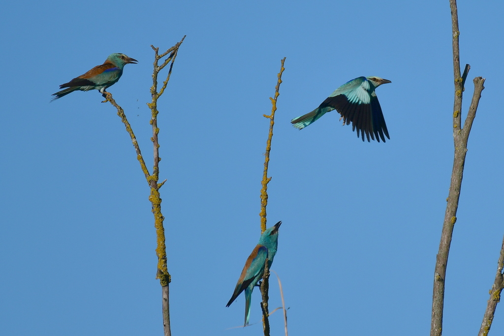 DSC_5573.JPG