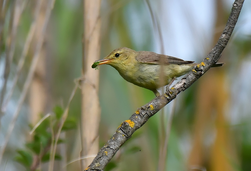 DSC_6032.JPG