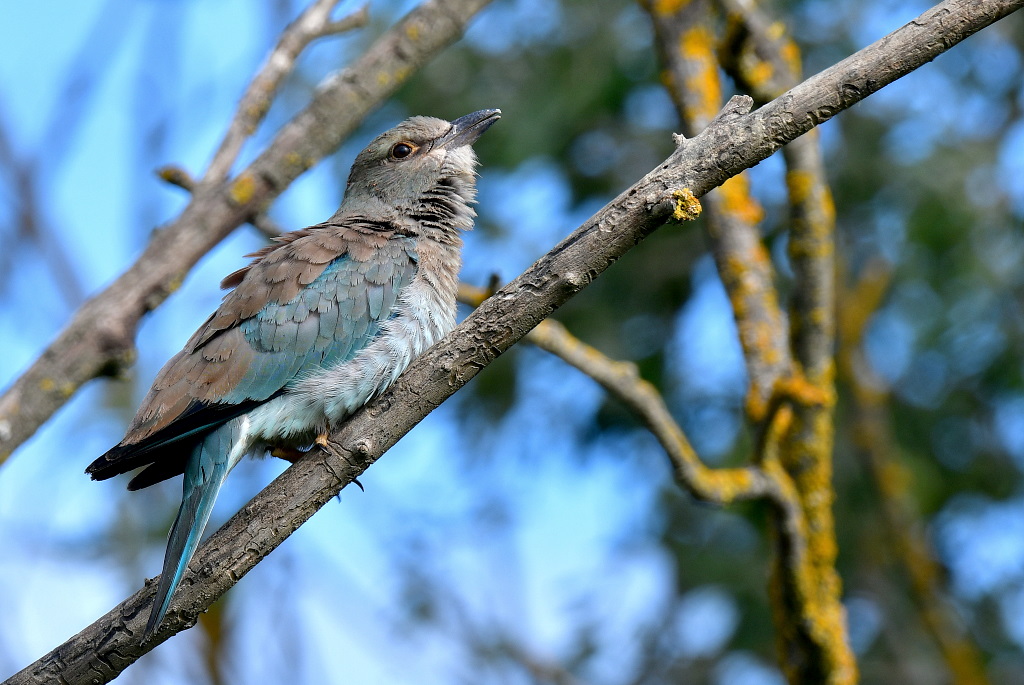 DSC_5999.JPG