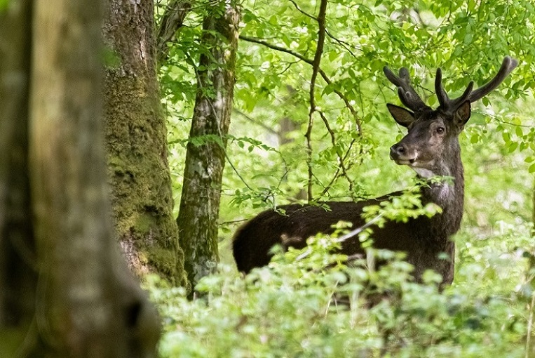 Cerf élaphe-1-2 - Copie.jpg