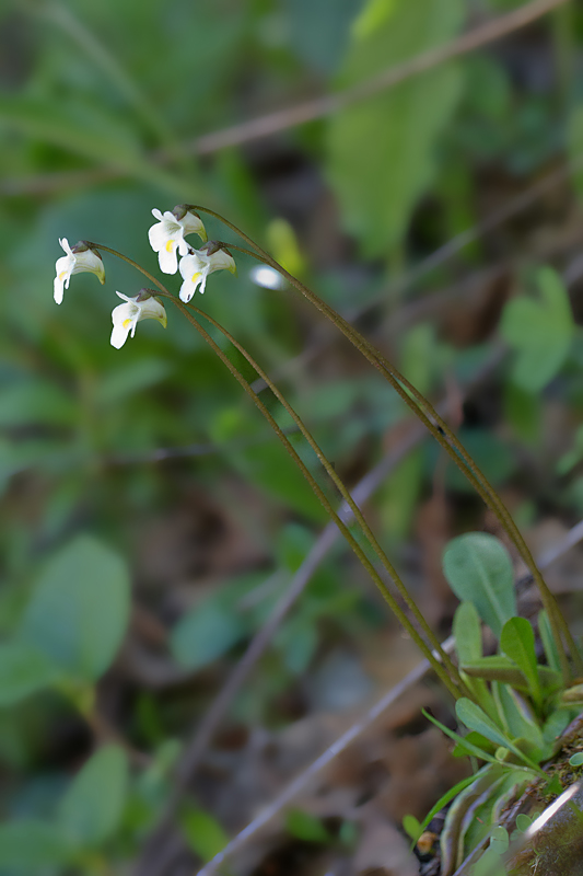 IMG_9396 IN.jpg