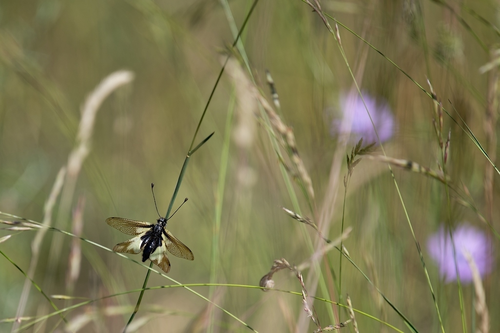 DSC_0086_DxO.jpg
