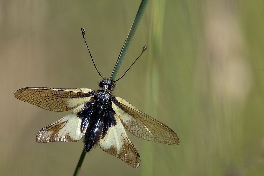 DSC_0093_DxO-1.jpg