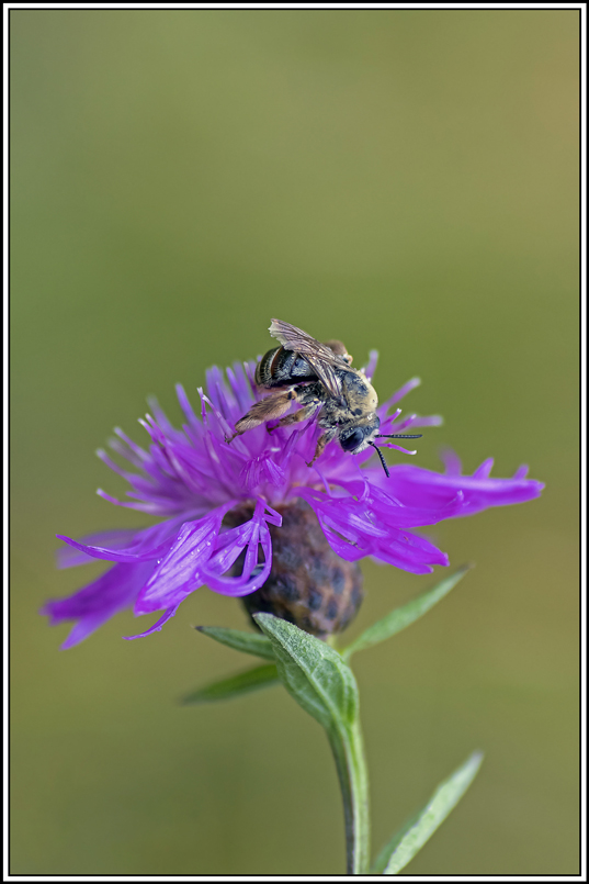 abeille(5).jpg