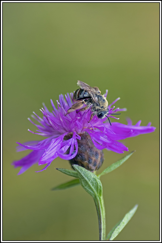 abeille(4_5).jpg