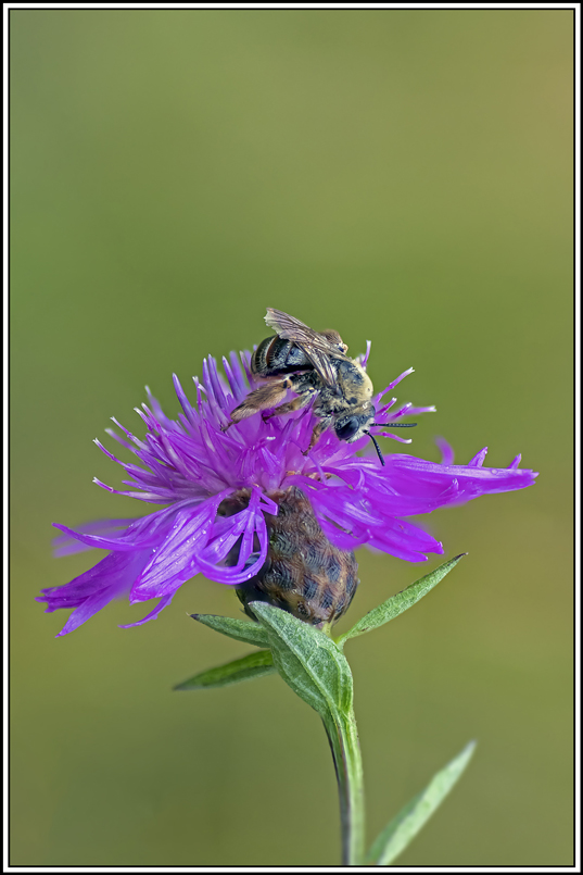 abeille(1_6).jpg