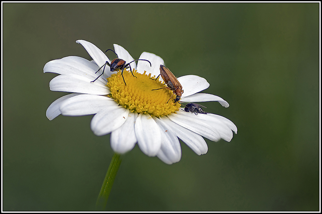 coleoptere-divers(1_17).jpg