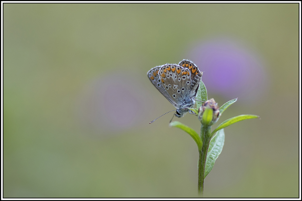 Collier-de-corail(Aricia-agestis)(7).jpg