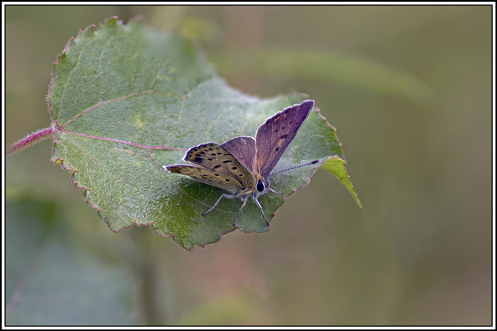 Collier-de-corail(Aricia-agestis)(8_16).jpg