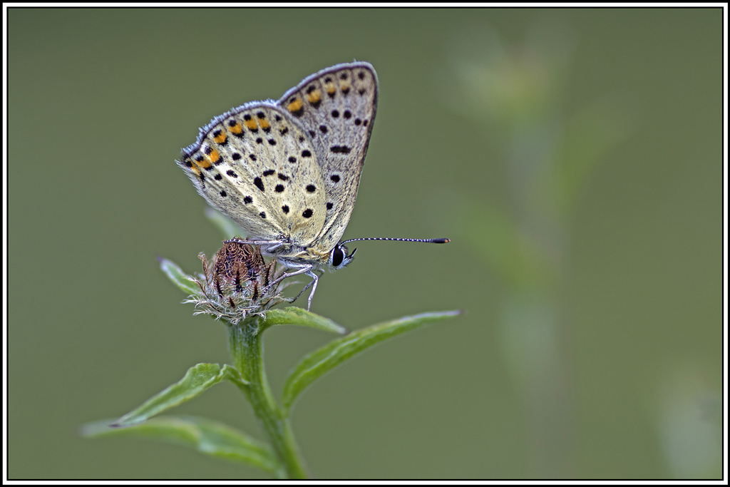 Cuivre-fuligineux(Lycaena-tityrus)(22).jpg