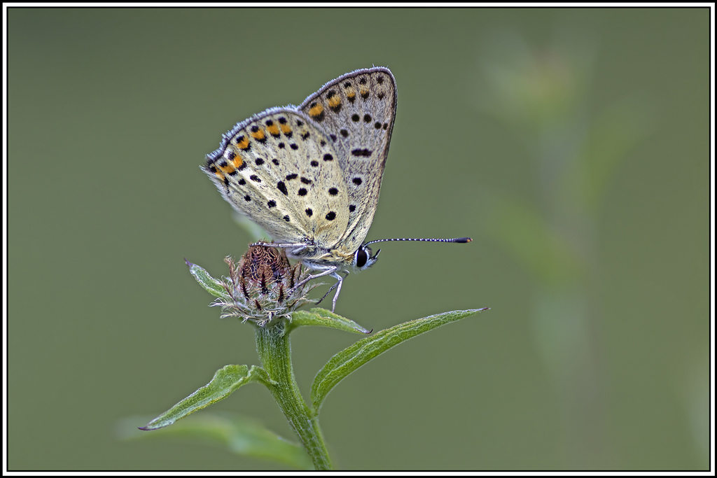 Cuivre-fuligineux(Lycaena-tityrus)(23_28).jpg
