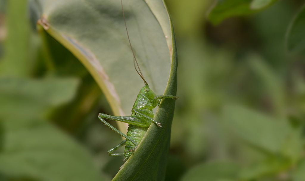 Sauterelle cymbalière -Tettigonia cantans mâle IN.jpg