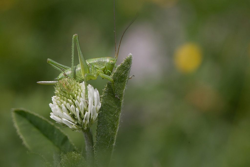 Sauterelle cymbalière -Tettigonia cantans femelle IN.jpg