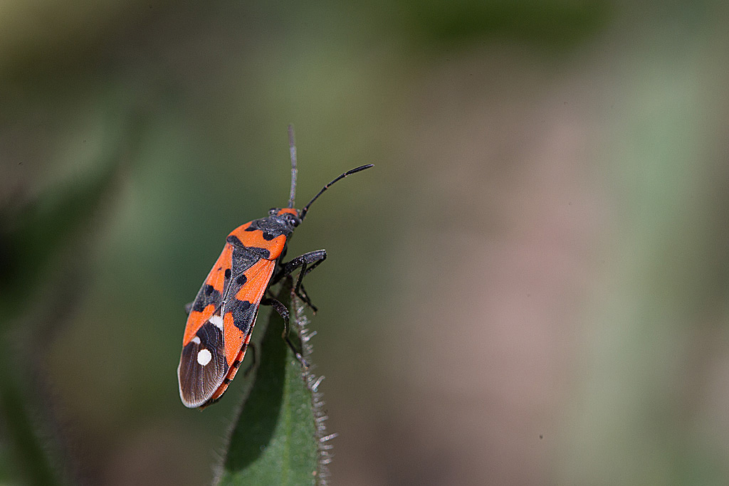 Lygaeus equestris IN.jpg