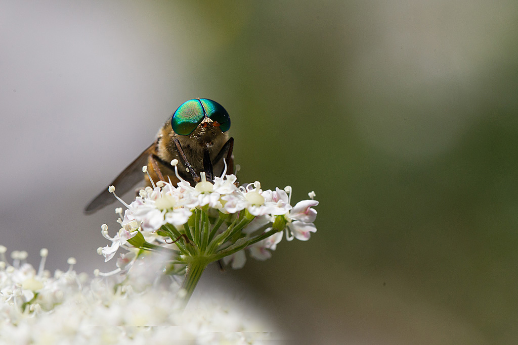 IMG_9965 IN.jpg