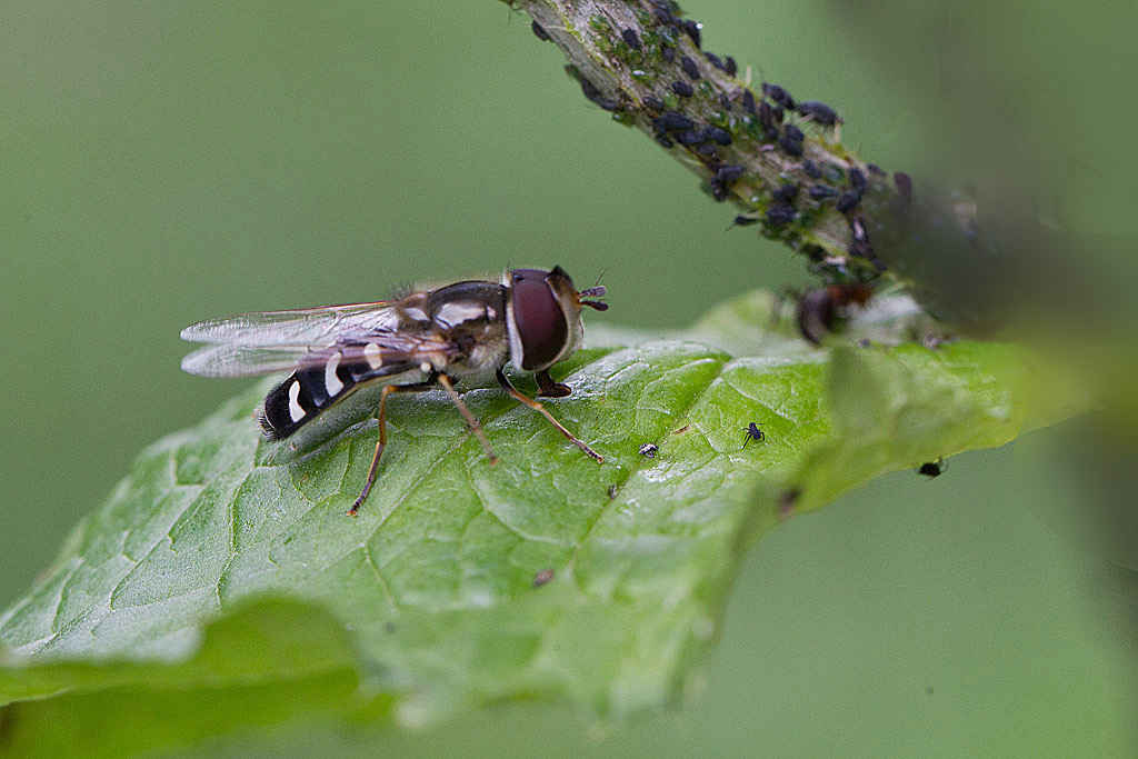 Scaeva pyrastri  IN.jpg