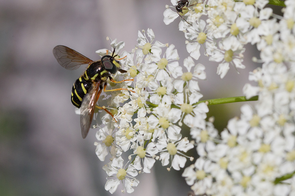 Chrysotoxum festivum IN.jpg