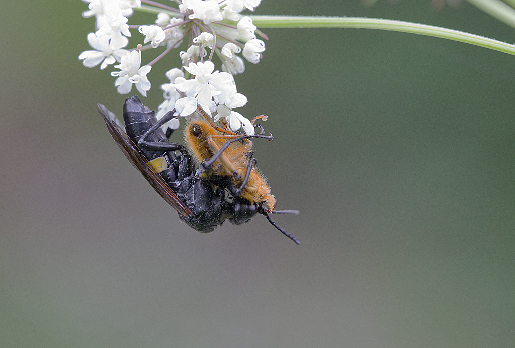 Cephaledo caucasica cinctaria IN.jpg