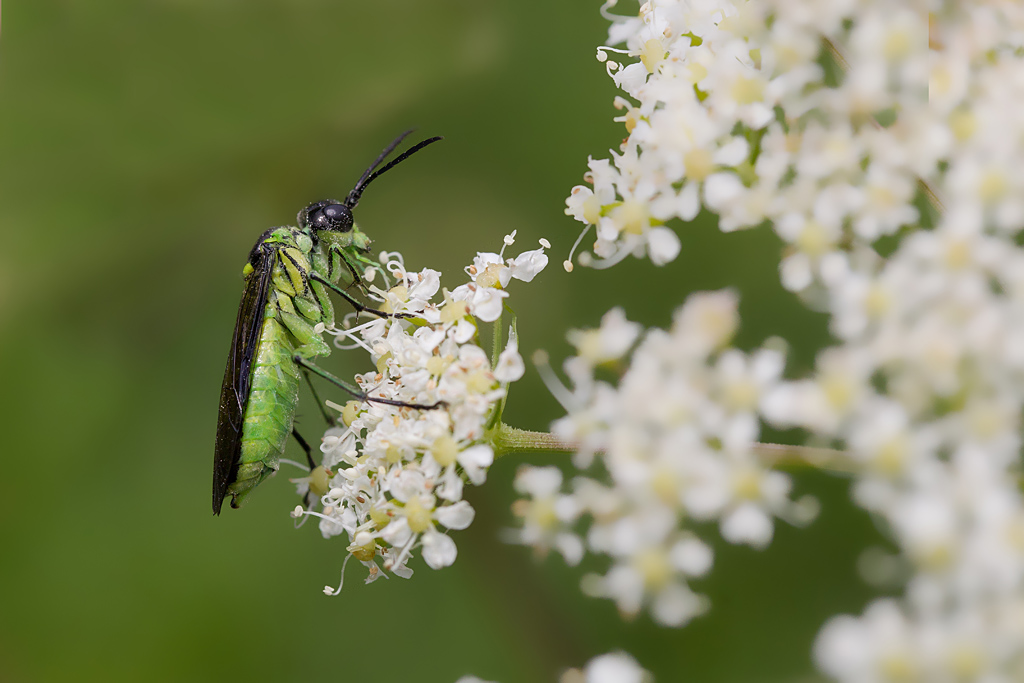 Rhogogaster picta IN.jpg