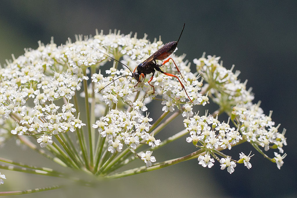 Helconidea meridionalis  IN.jpg
