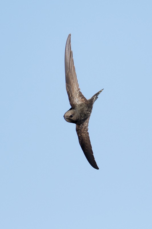 DSC_1811_DxO.jpg