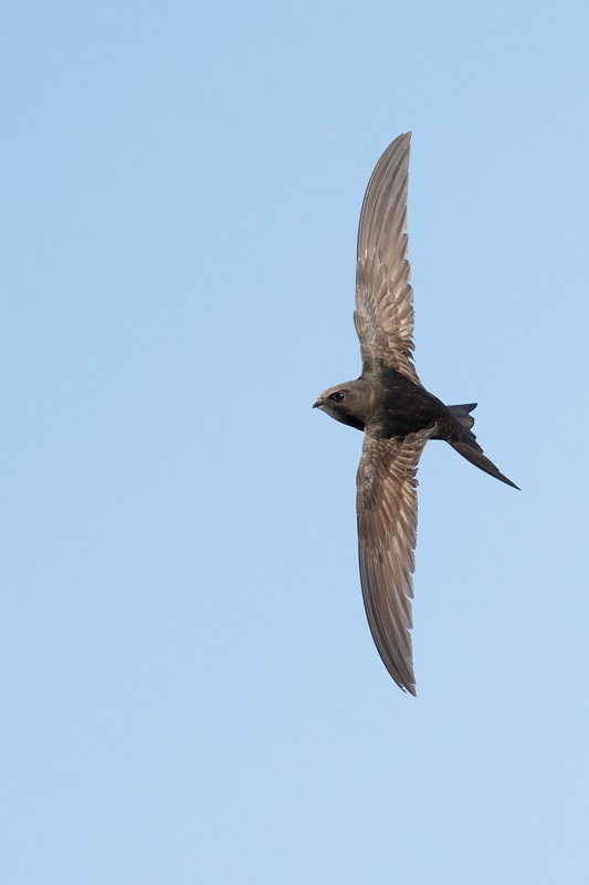 DSC_3686_DxO.jpg